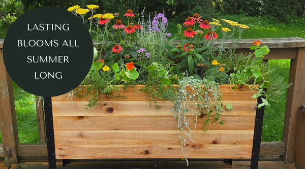 5 Flores Que Florescem Durante Todo o Verão Sem Necessidade de Cortar Flores Murchas